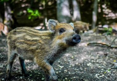 Wild Boar