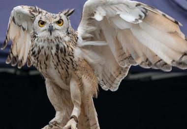 Owl with handler