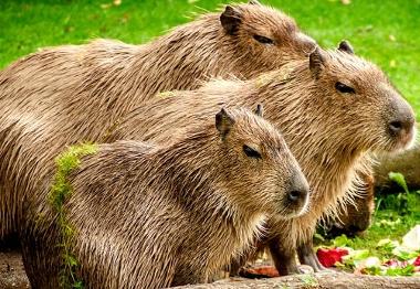 Capybara relaxing together