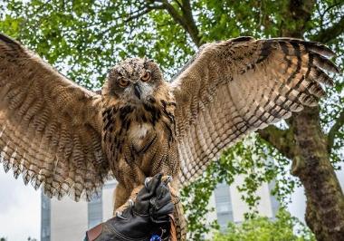 Owl with handler