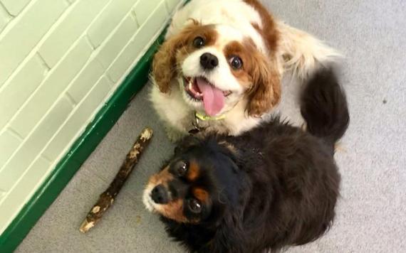 Two happy dogs inside Rosemary on the Park Café. Photo credit: Rosemary on the Park.