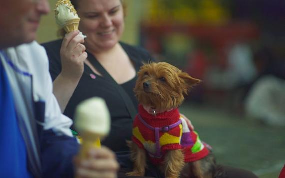 Dog watching owner eat ice cream on Preston Flag Market.