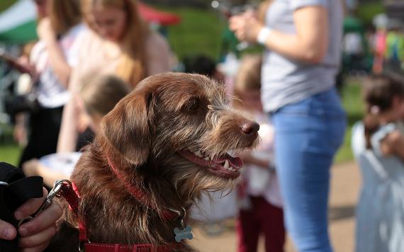 Dog at an event in Avenham & Miller Parks.