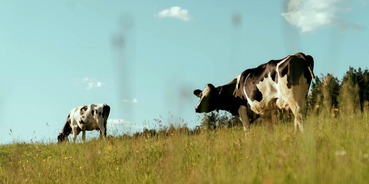 Two dairy cows in a field.