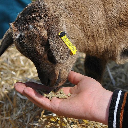 Child's hand feeding goat at petting zoo.
