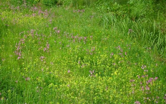 Flower meadows in Fishwick Local Nature Reserve.