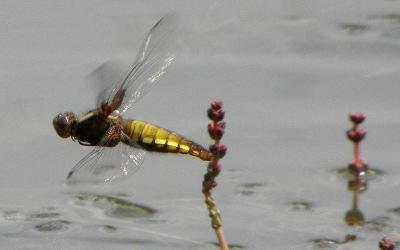 Fishwick Local Nature Reserve and Recreation Ground - Visit Preston