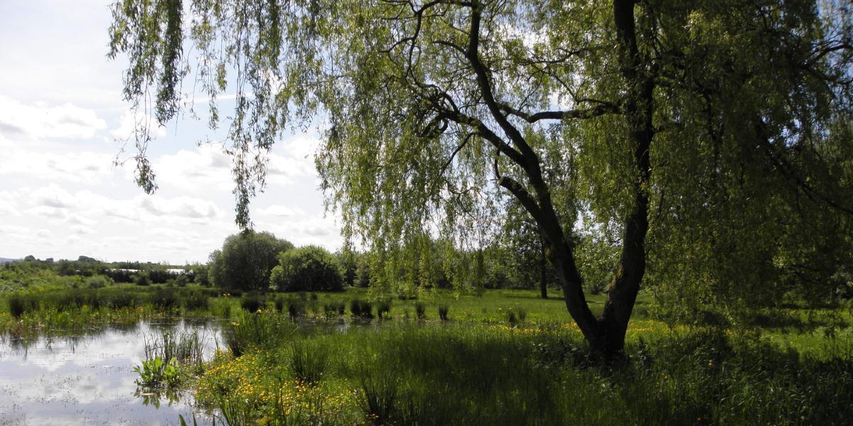 Main image: Fishwick Local Nature Reserve pond and surrounding habitat. Fishwick Local Nature Reserve pond and surrounding habitat.