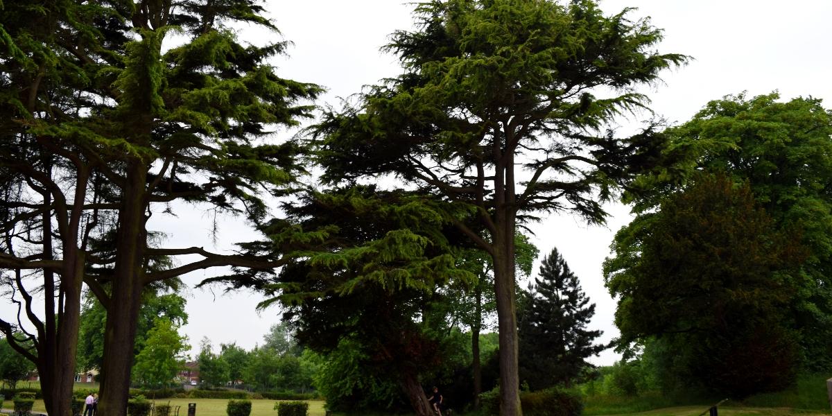 Main image: Trees in Grange Park near Grange Valley Nature Reserve. Trees in Grange Park near Grange Valley Nature Reserve.