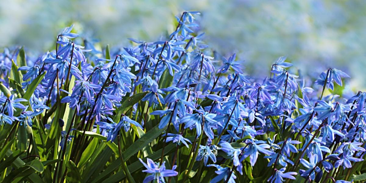 Main image: Bed of bluebells. Bed of bluebells.