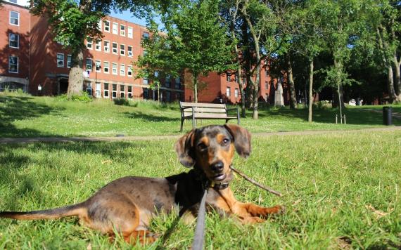 Sausage dog chewing stick on grass in Winckley Square Gardens.