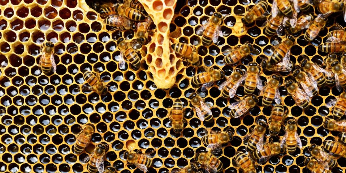 Main image: Honey Bees working. Honey Bees working on honeycomb.