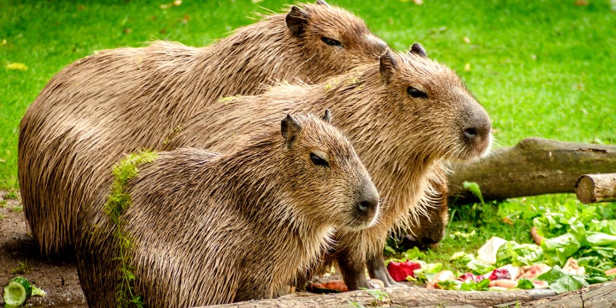 Main image: Four Capybara relaxing together amongst some logs. Four Capybara relaxing together amongst some logs.